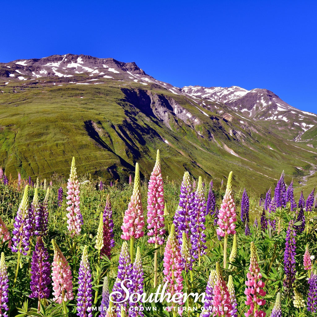 Russell Lupine – 50 Seeds | | Wiccan Center