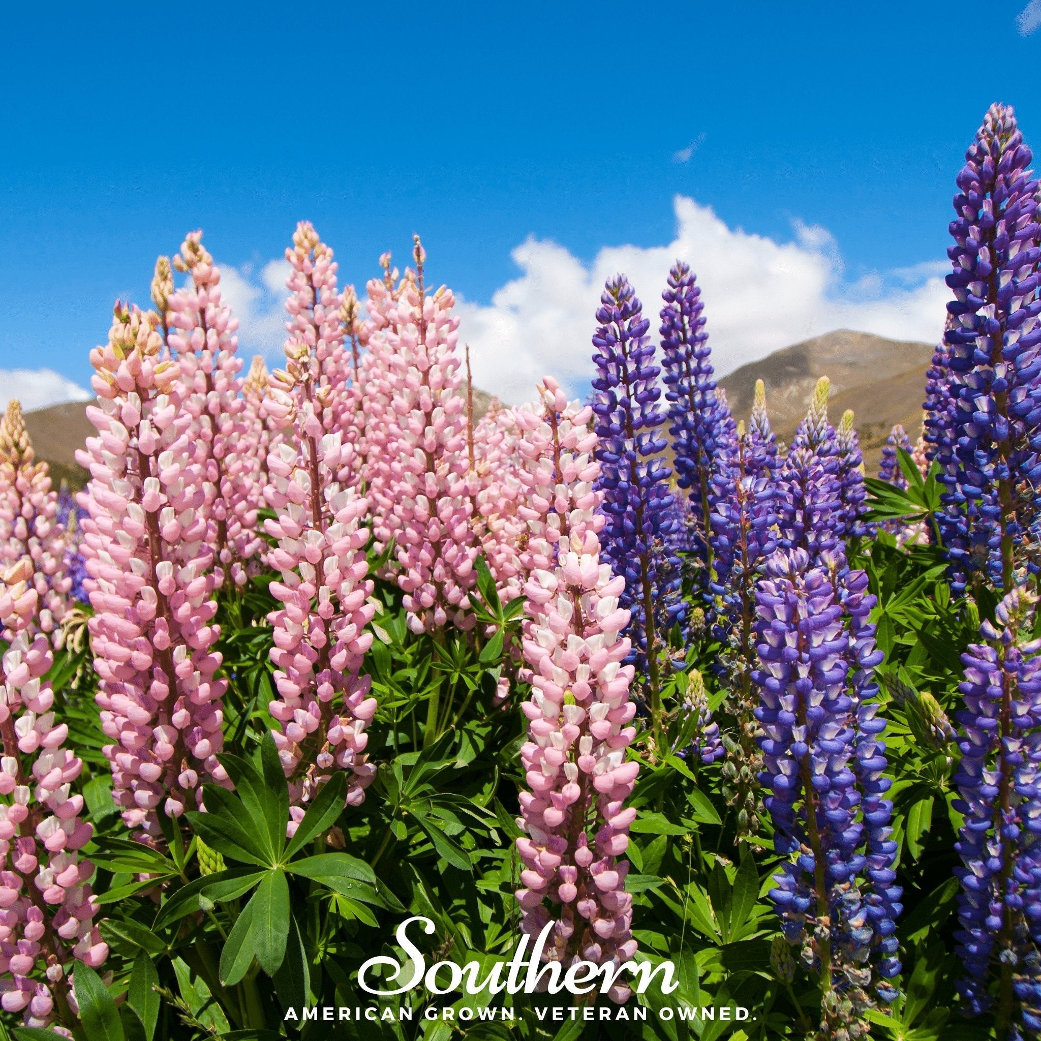Russell Lupine – 50 Seeds | | Wiccan Center