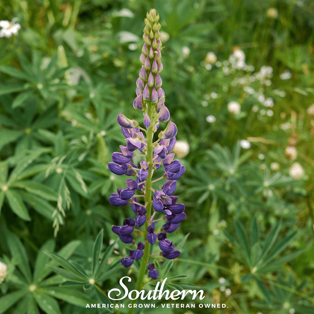 Russell Lupine – 50 Seeds | | Wiccan Center