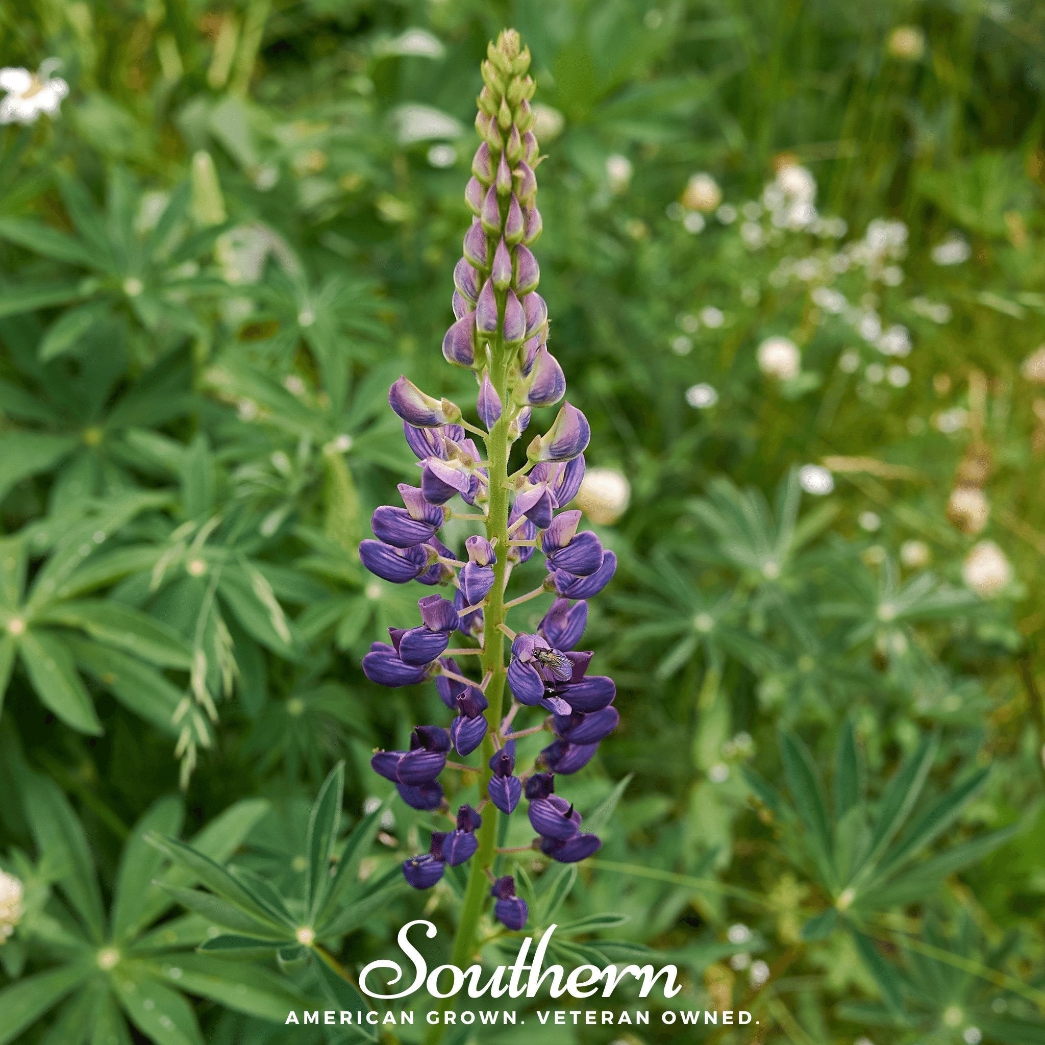 Russell Lupine – 50 Seeds | | Wiccan Center
