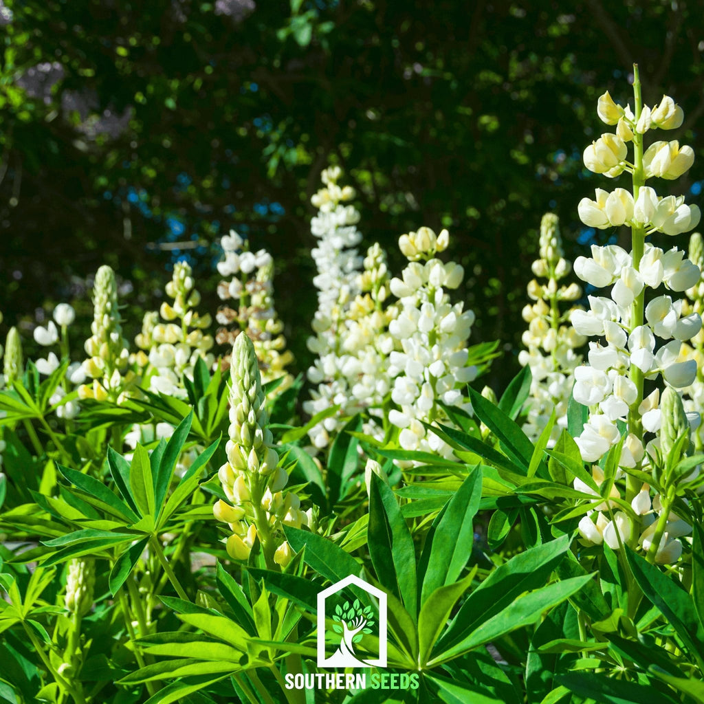 Noble Maiden Lupine Russell – 50 Seeds | Seeds | Wiccan Center