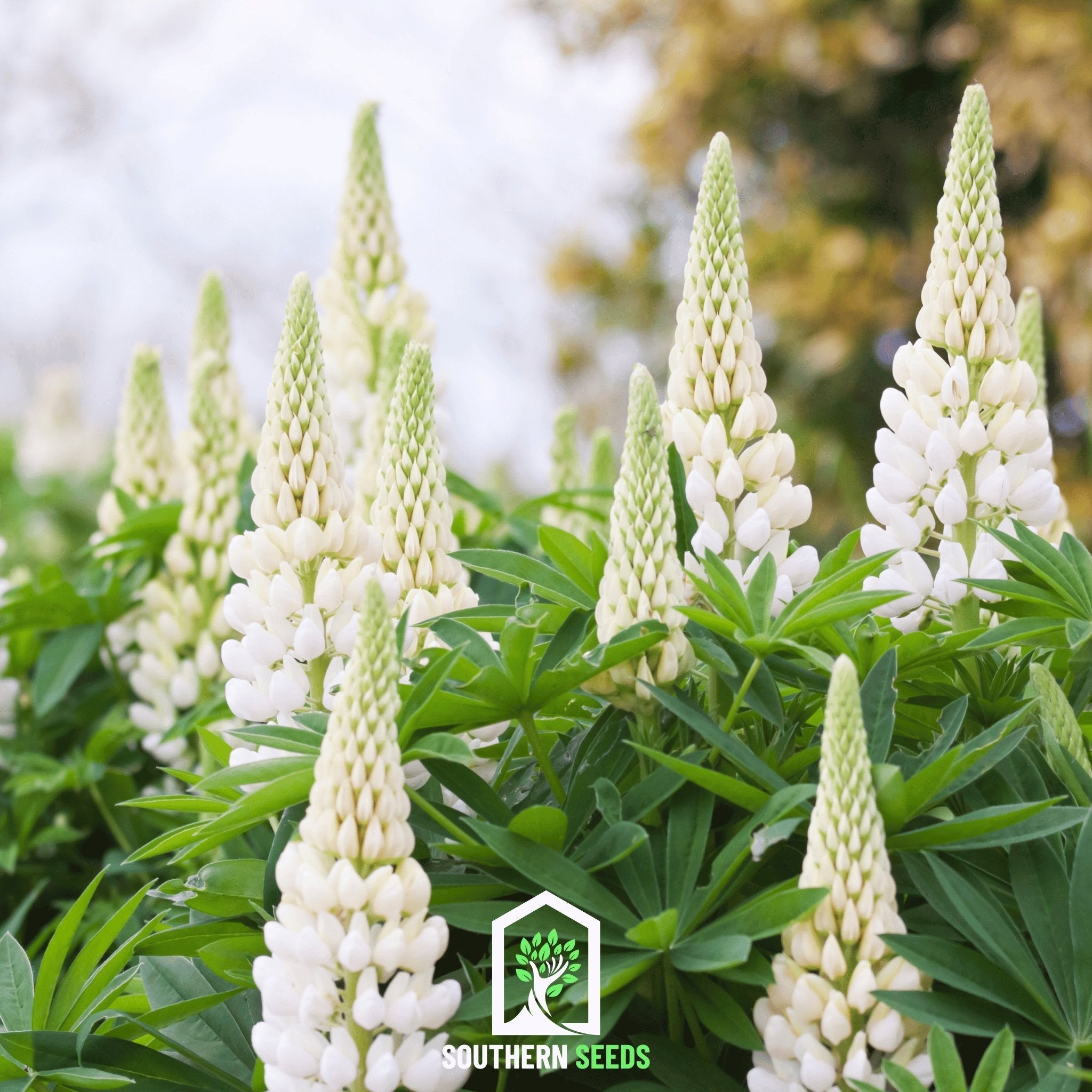Noble Maiden Lupine Russell – 50 Seeds | Seeds | Wiccan Center