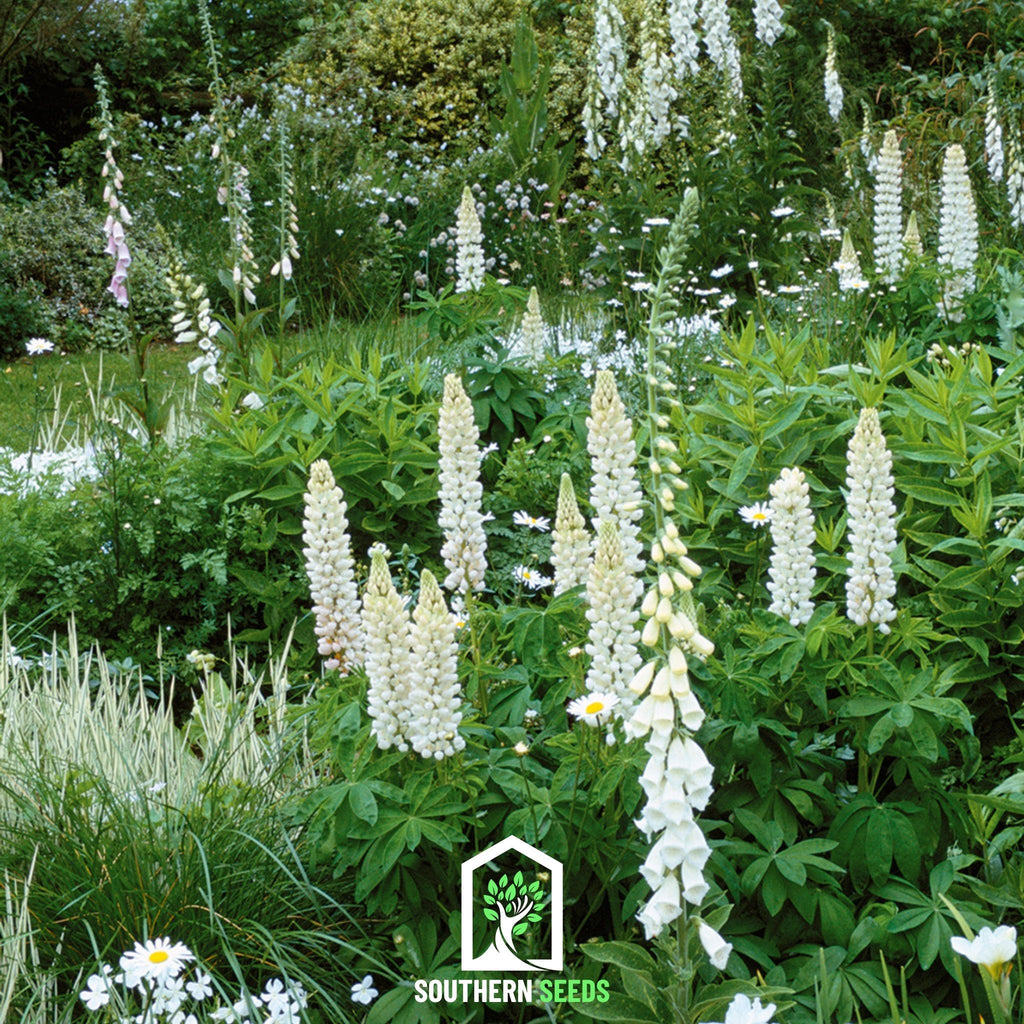 Noble Maiden Lupine Russell – 50 Seeds | Seeds | Wiccan Center