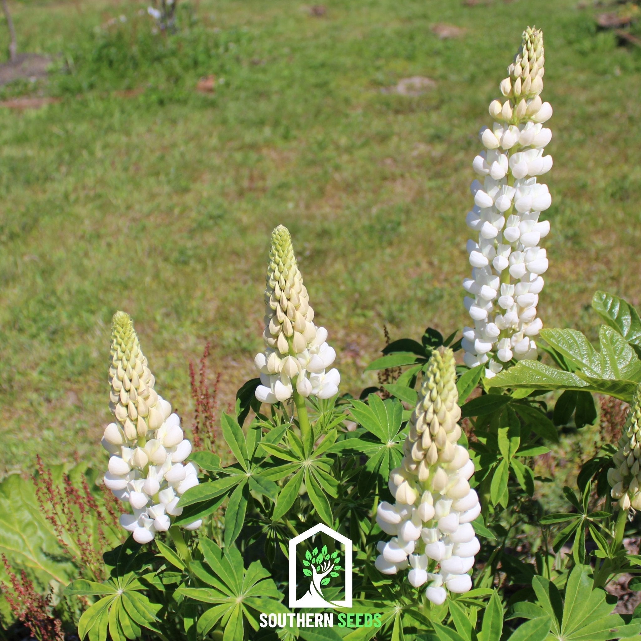 Noble Maiden Lupine Russell – 50 Seeds | Seeds | Wiccan Center