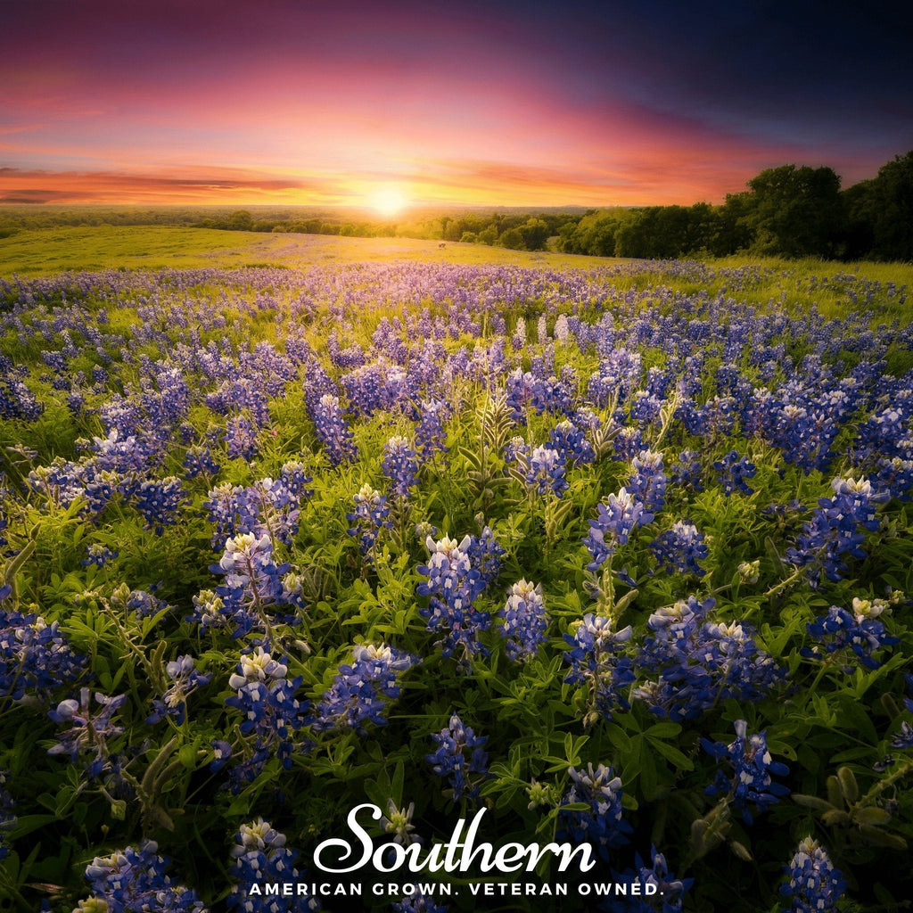 Texas Bluebonnet Lupine – 50 Seeds | | Wiccan Center
