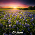 Texas Bluebonnet Lupine – 50 Seeds | | Wiccan Center