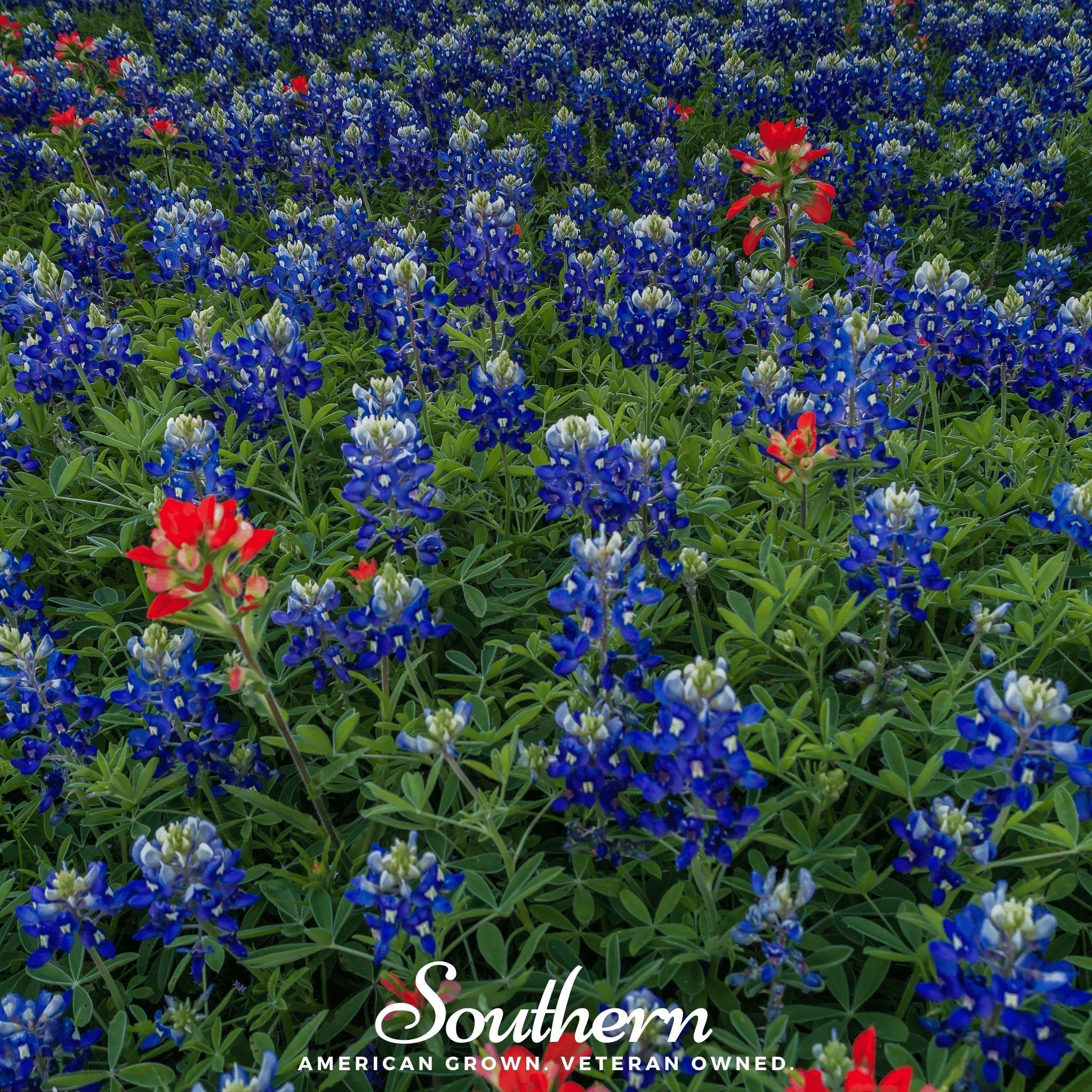 Texas Bluebonnet Lupine – 50 Seeds | | Wiccan Center