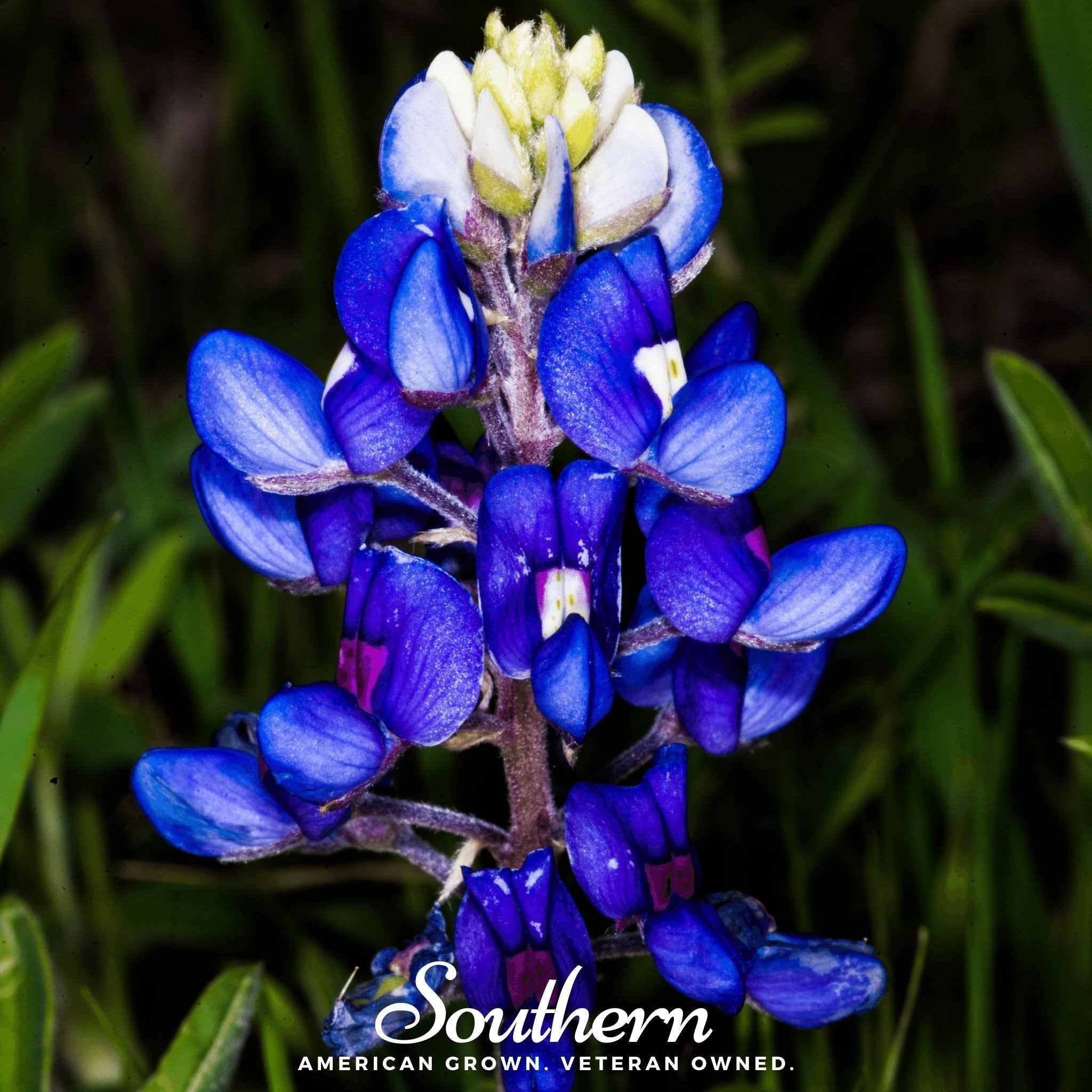 Texas Bluebonnet Lupine – 50 Seeds | | Wiccan Center