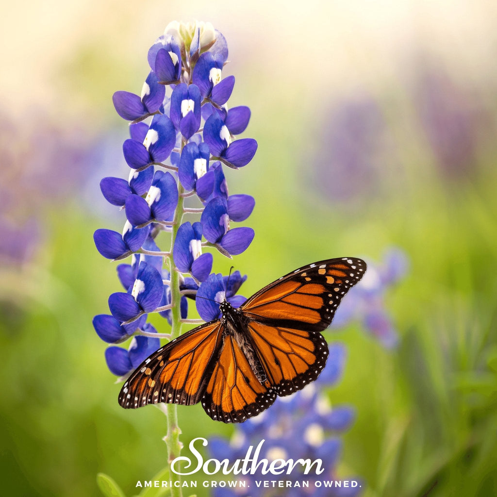 Texas Bluebonnet Lupine – 50 Seeds | | Wiccan Center
