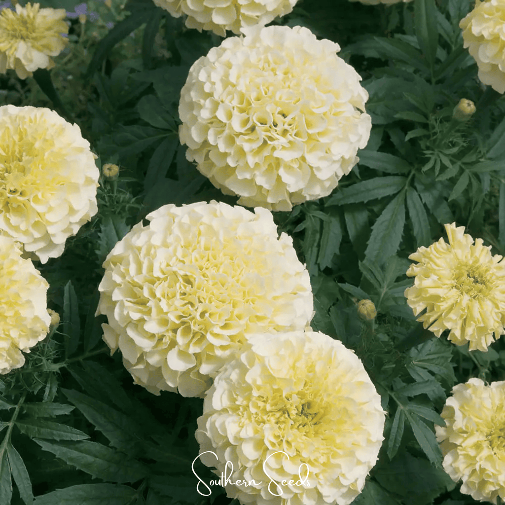 Moonlight African Marigold – 50 Seeds | Seeds | Wiccan Center