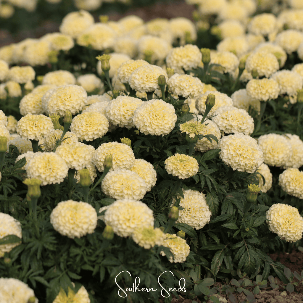 Moonlight African Marigold – 50 Seeds | Seeds | Wiccan Center