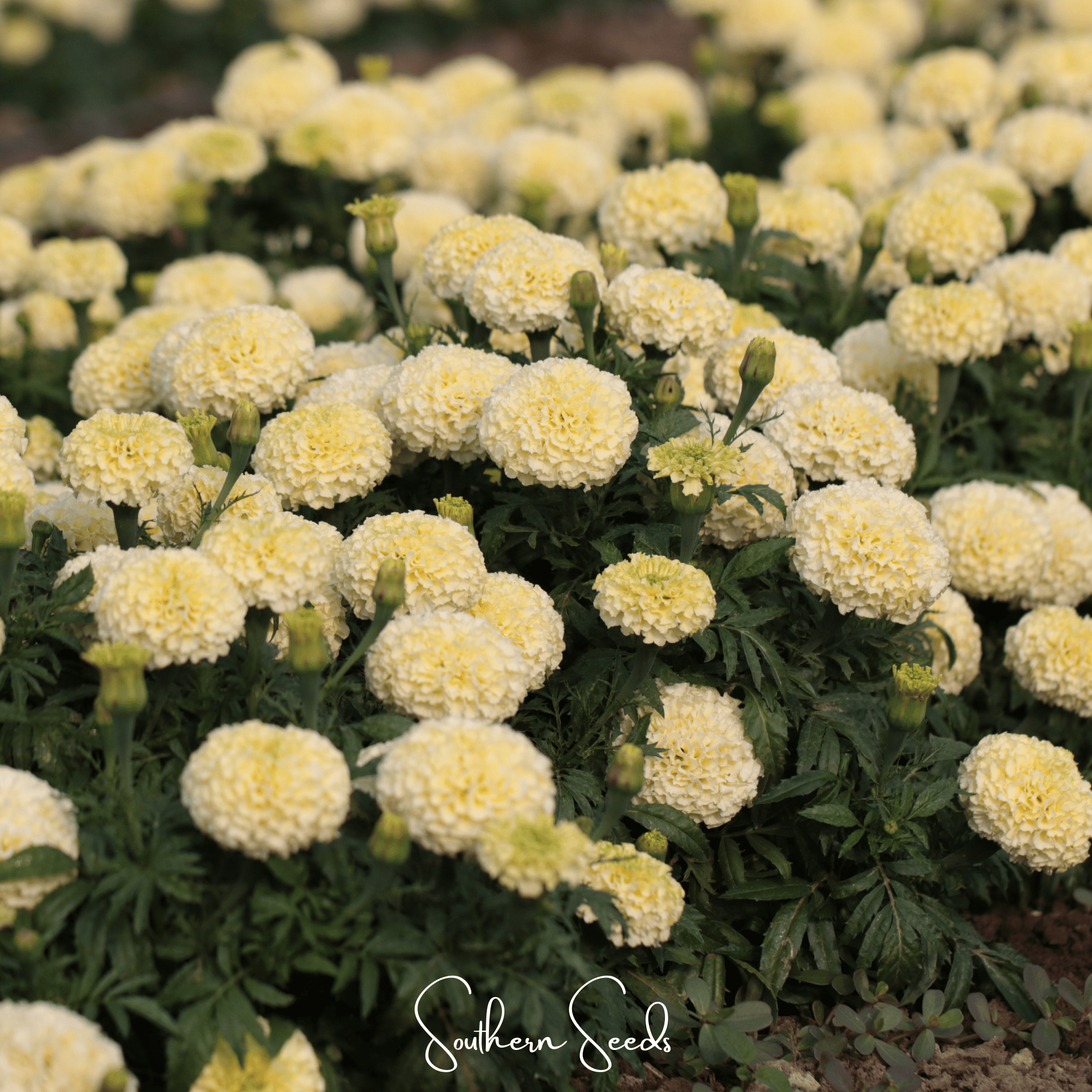 Moonlight African Marigold – 50 Seeds | Seeds | Wiccan Center