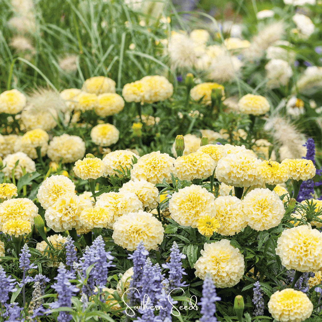 Moonlight African Marigold – 50 Seeds | Seeds | Wiccan Center