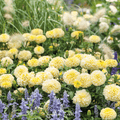 Moonlight African Marigold – 50 Seeds | Seeds | Wiccan Center