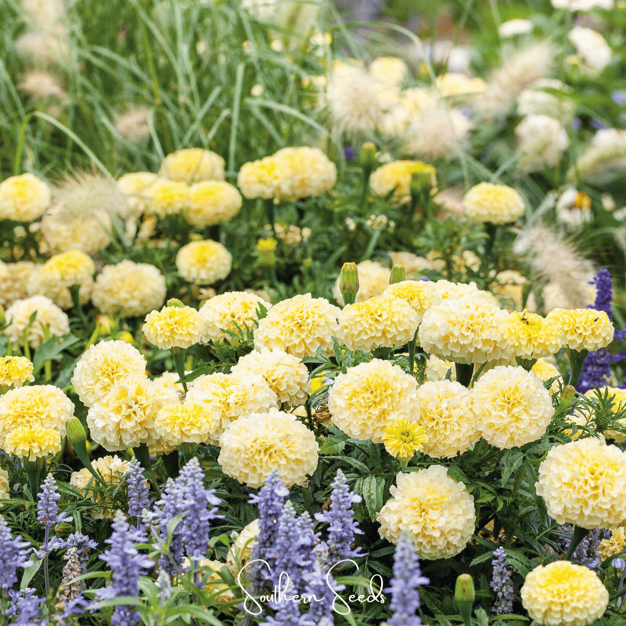 Moonlight African Marigold – 50 Seeds | Seeds | Wiccan Center