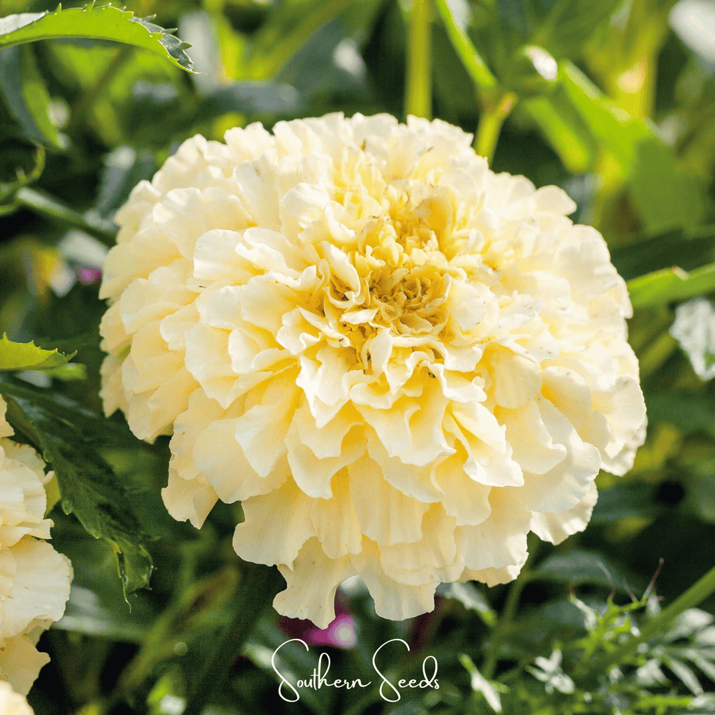 Moonlight African Marigold – 50 Seeds | Seeds | Wiccan Center