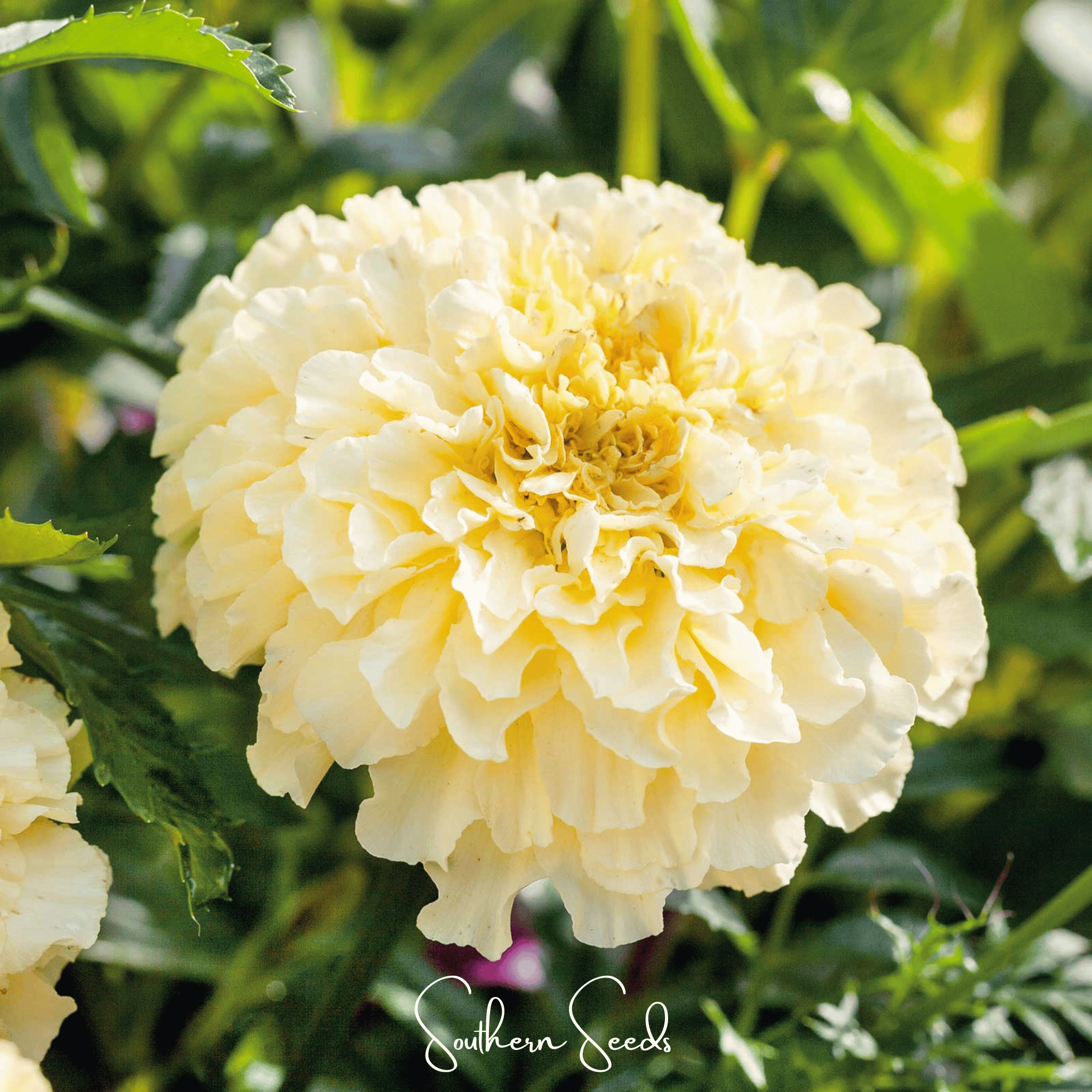 Moonlight African Marigold – 50 Seeds | Seeds | Wiccan Center