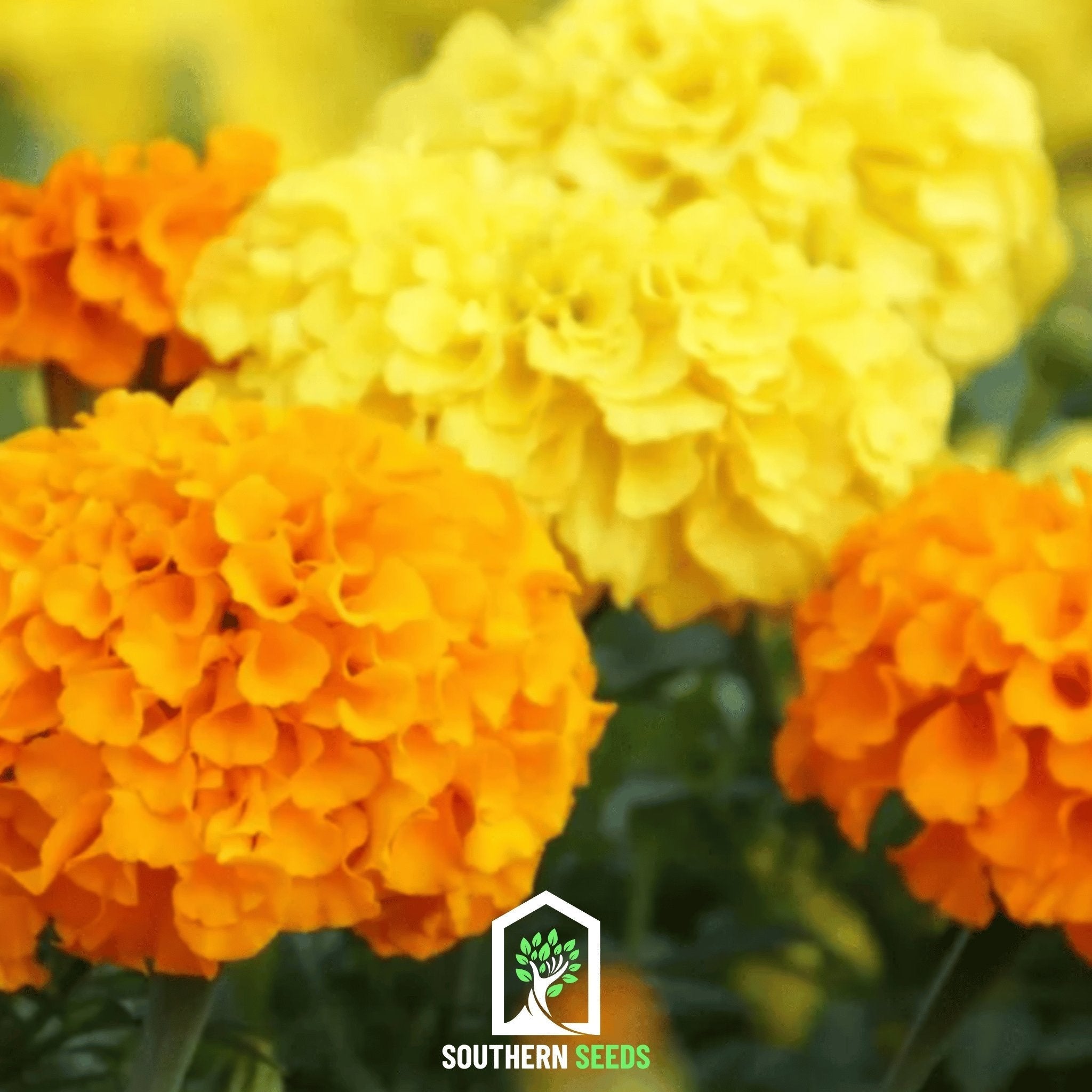 Crackerjack Marigold – 100 Seeds | Seeds | Wiccan Center