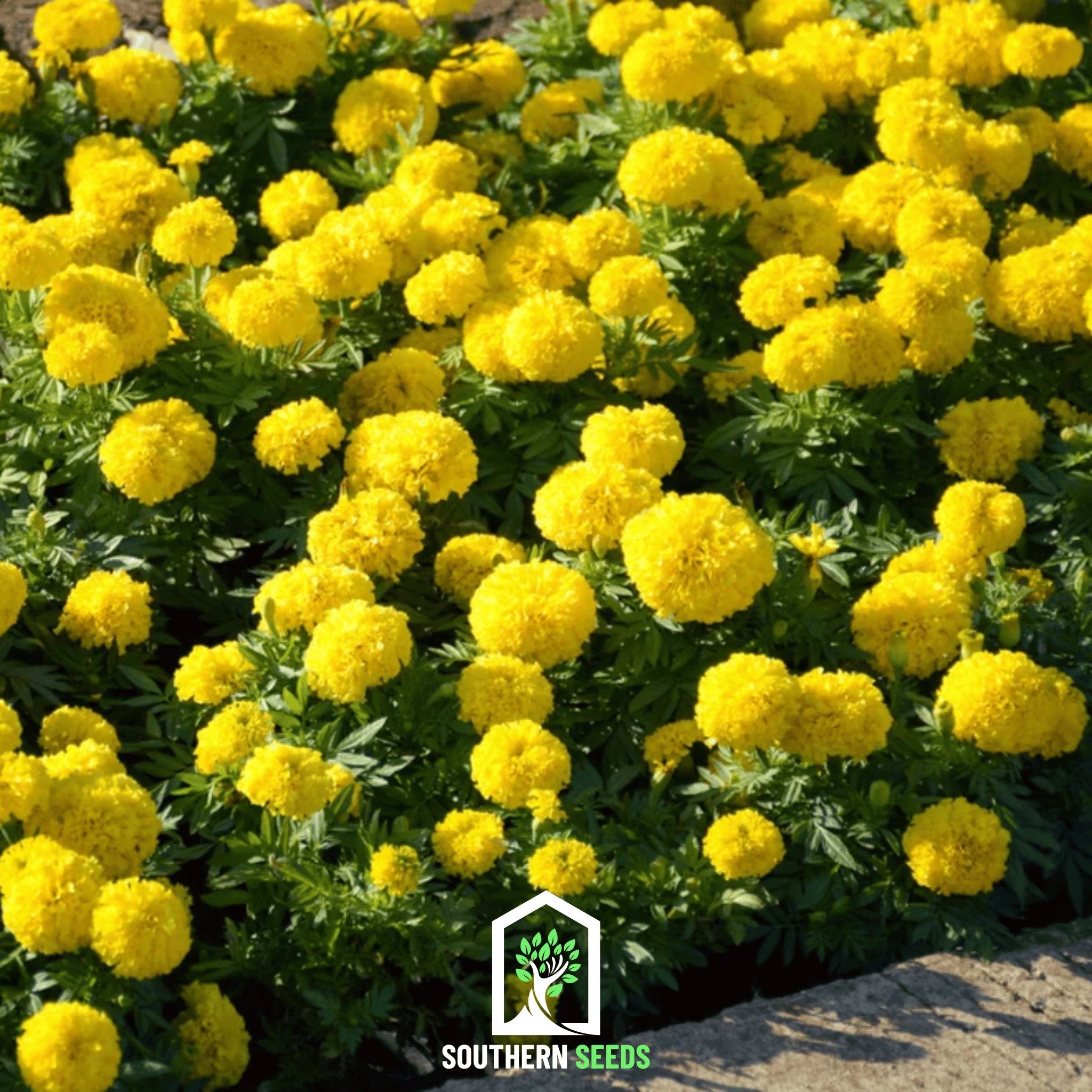 Crackerjack Marigold – 100 Seeds | Seeds | Wiccan Center