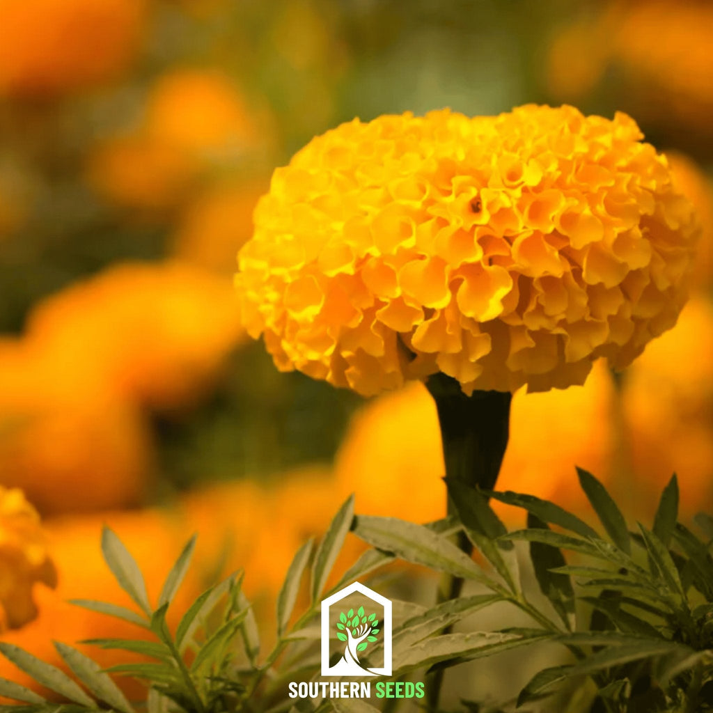 Crackerjack Marigold – 100 Seeds | Seeds | Wiccan Center