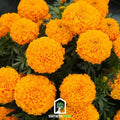 Crackerjack Marigold – 100 Seeds | Seeds | Wiccan Center