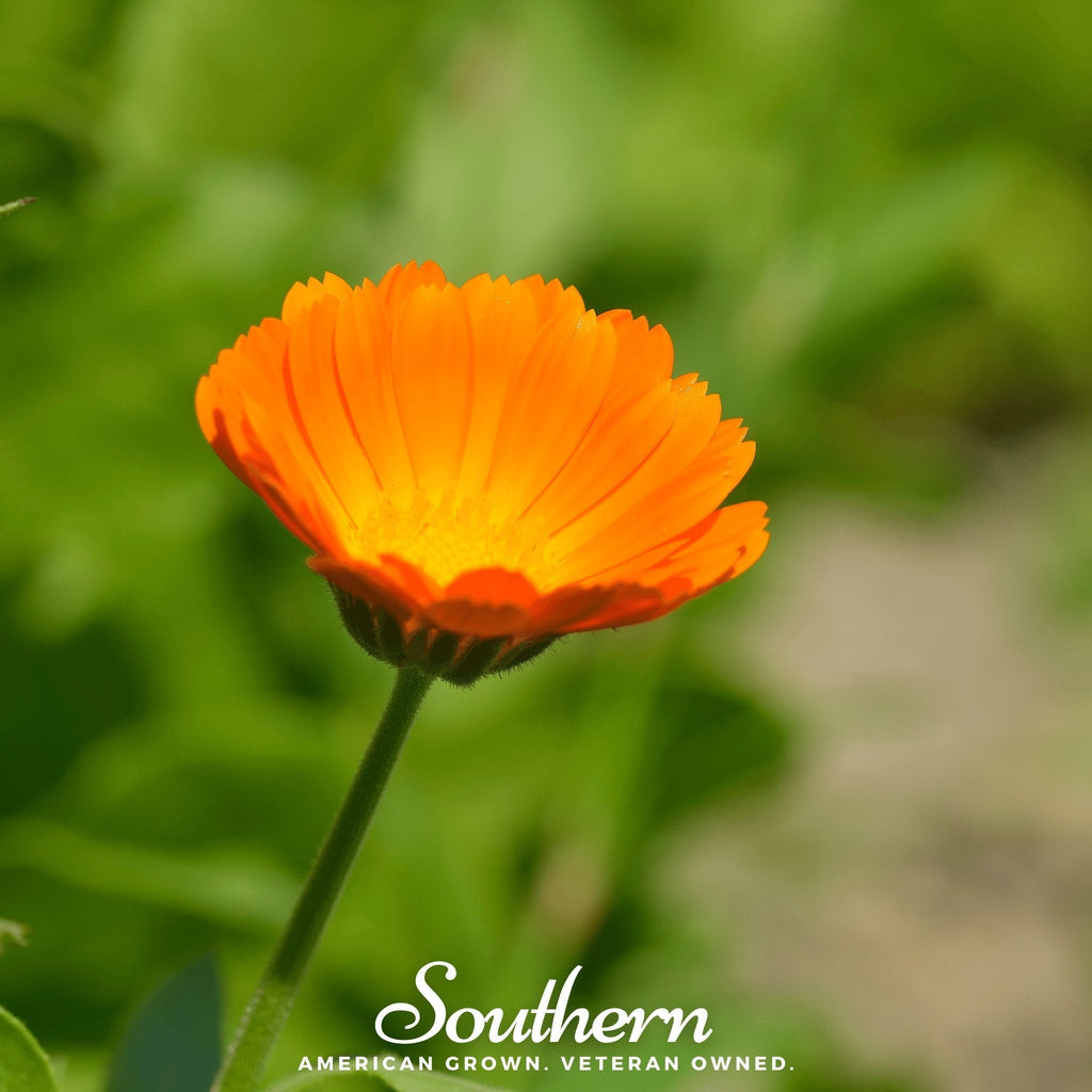 English Marigold – 100 Seeds | | Wiccan Center