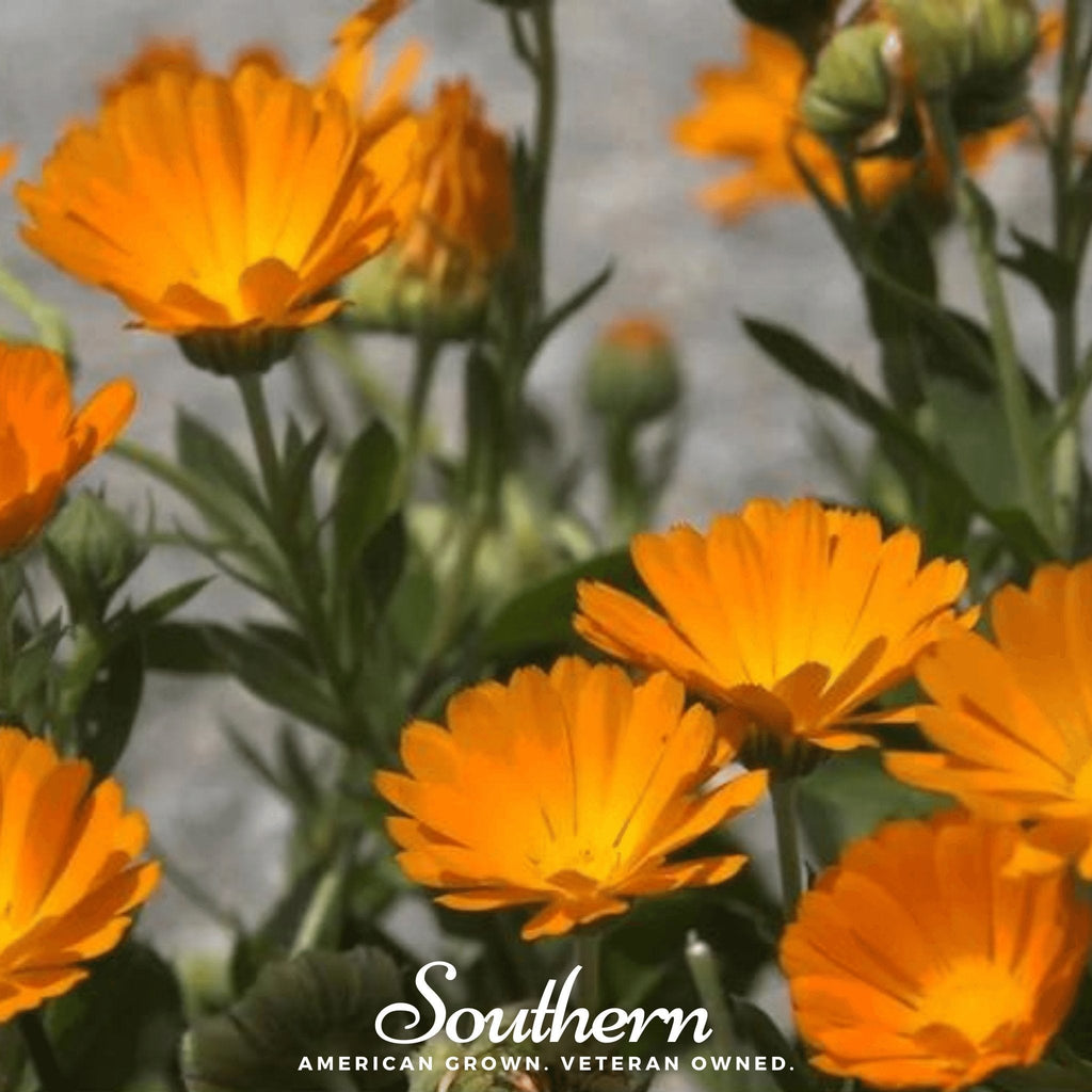 English Marigold – 100 Seeds | | Wiccan Center