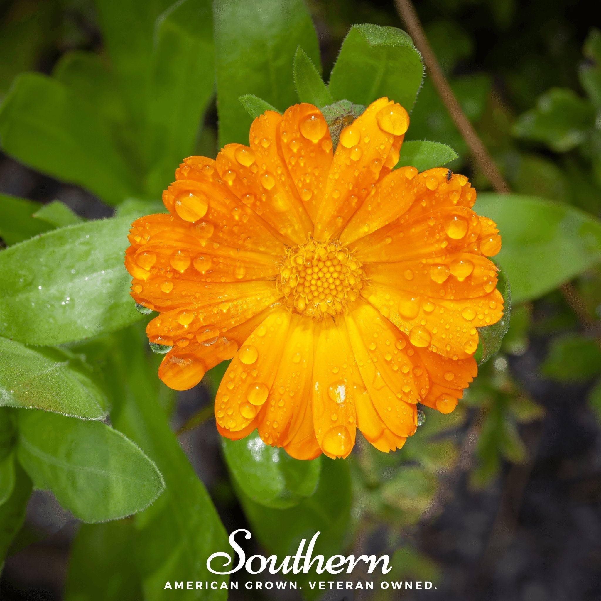 English Marigold – 100 Seeds | | Wiccan Center