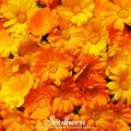 English Marigold – 100 Seeds | | Wiccan Center