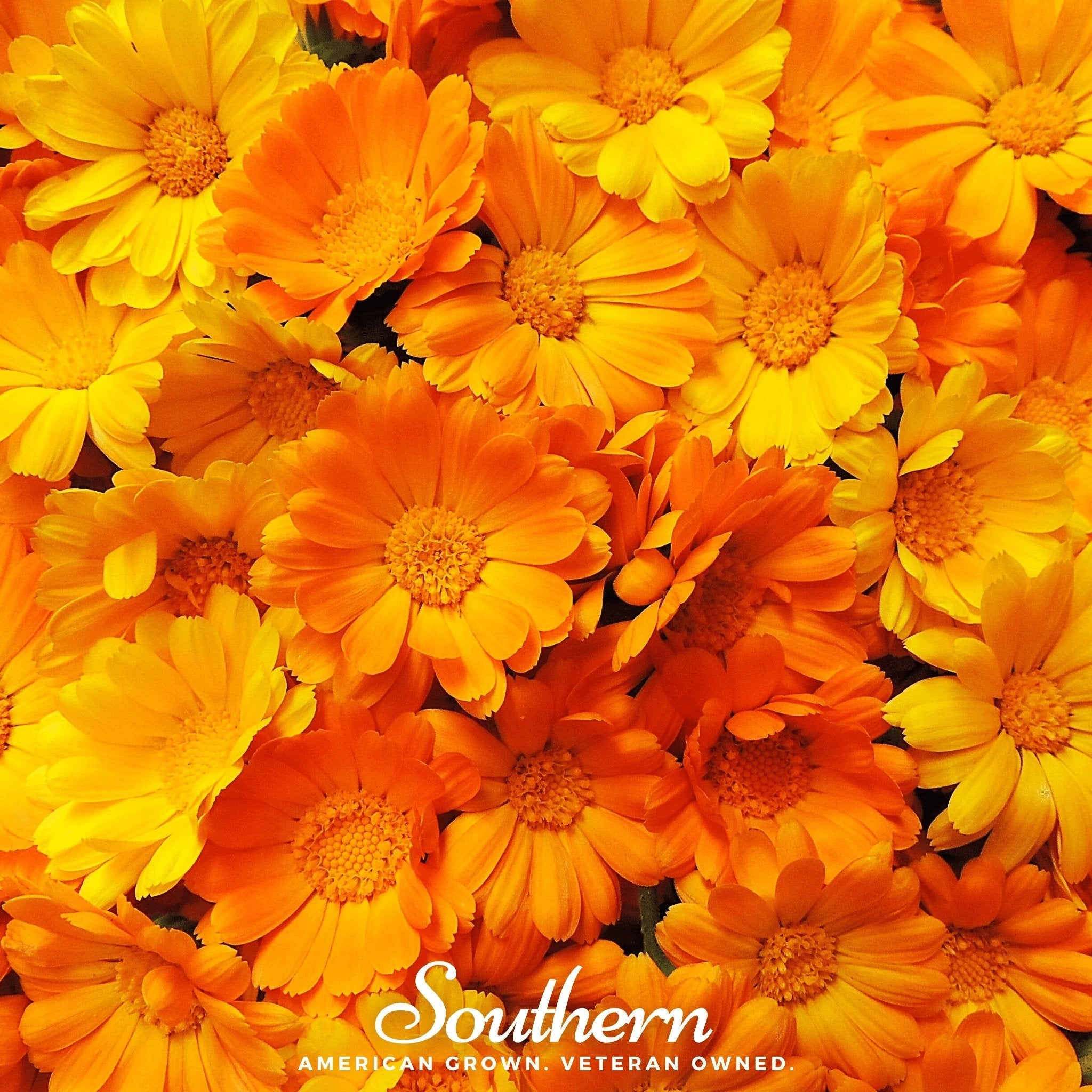 English Marigold – 100 Seeds | | Wiccan Center