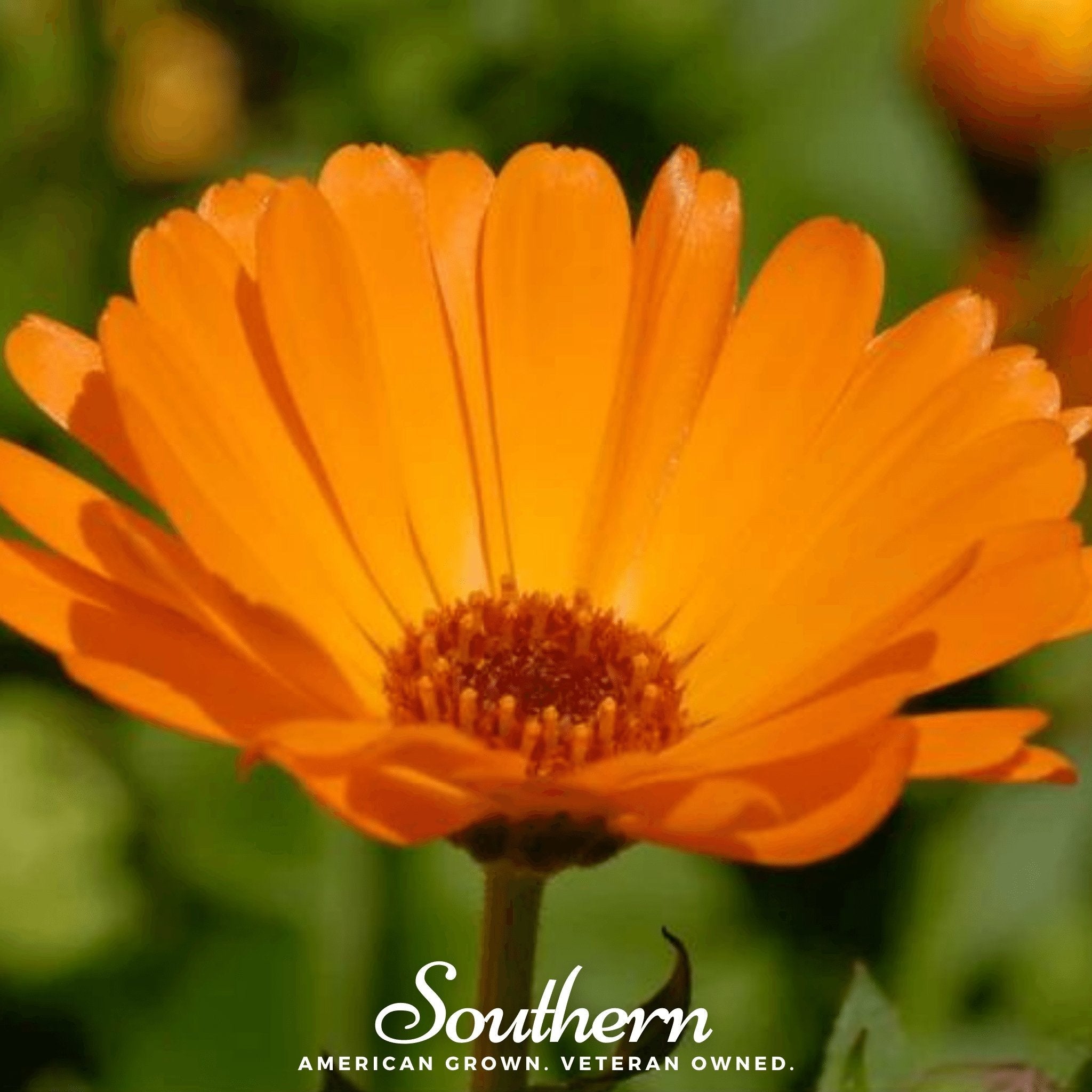English Marigold – 100 Seeds | | Wiccan Center
