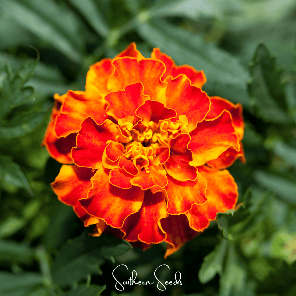 Bolero French Marigold – 50 Seeds | Seeds | Wiccan Center