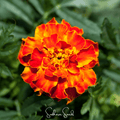 Bolero French Marigold – 50 Seeds | Seeds | Wiccan Center