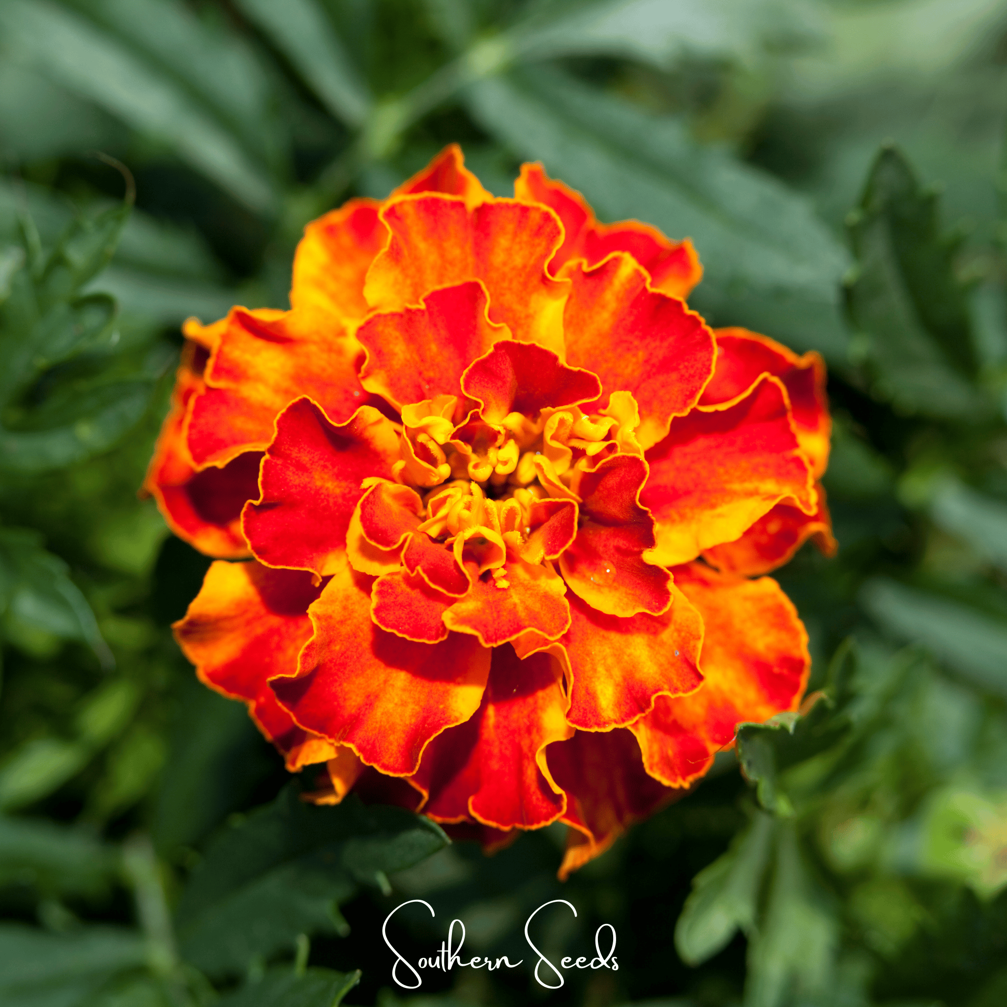 Bolero French Marigold – 50 Seeds | Seeds | Wiccan Center