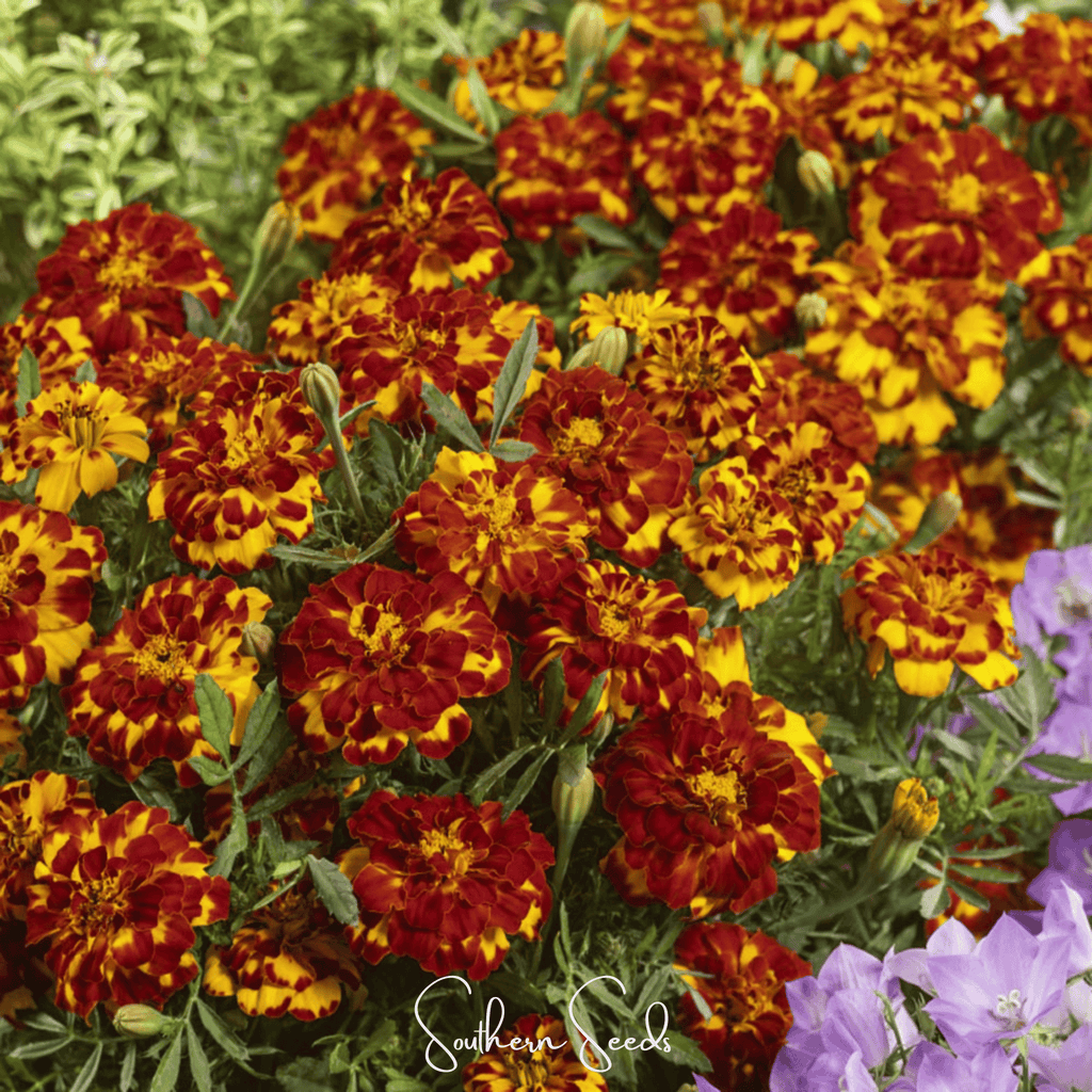 Bolero French Marigold – 50 Seeds | Seeds | Wiccan Center