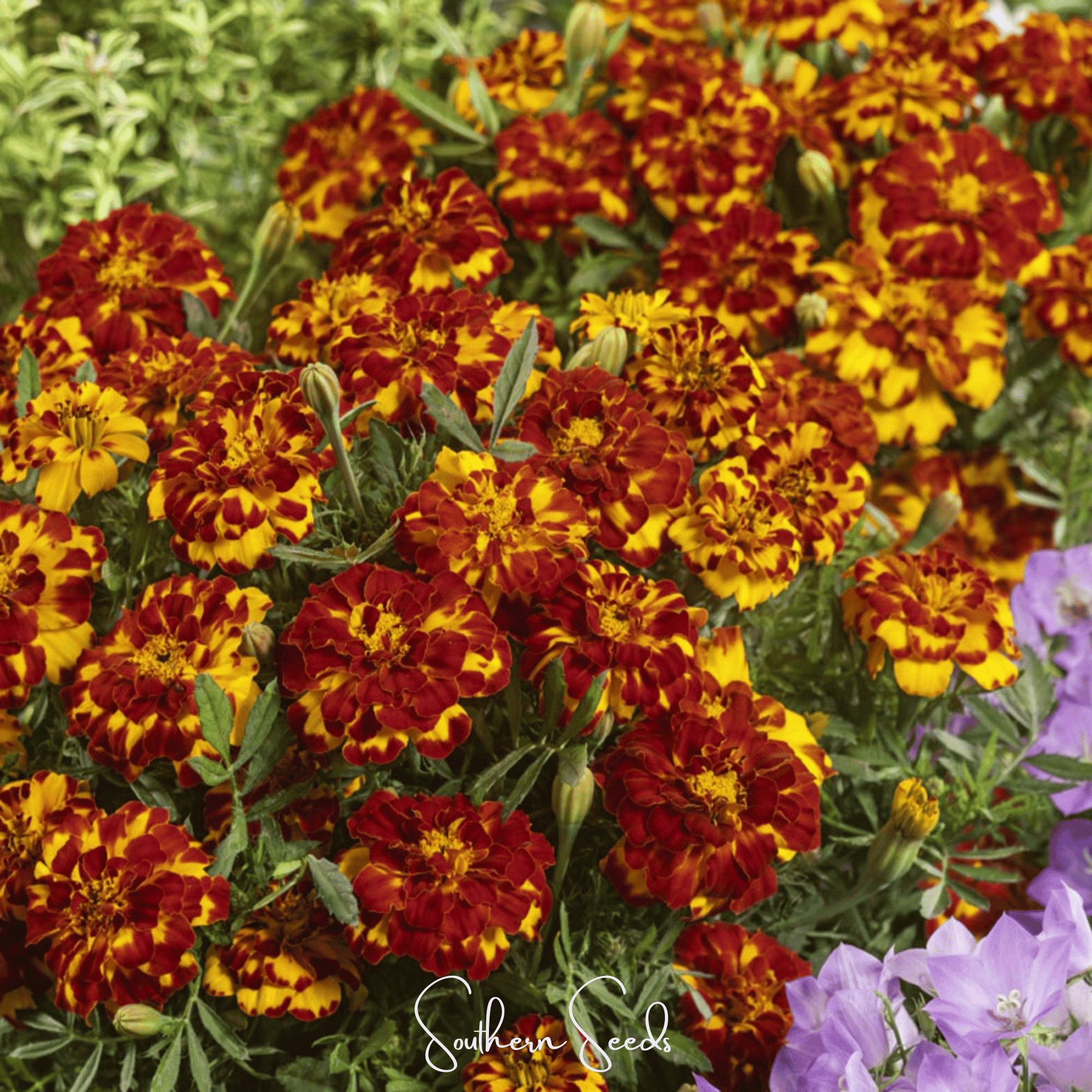 Bolero French Marigold – 50 Seeds | Seeds | Wiccan Center