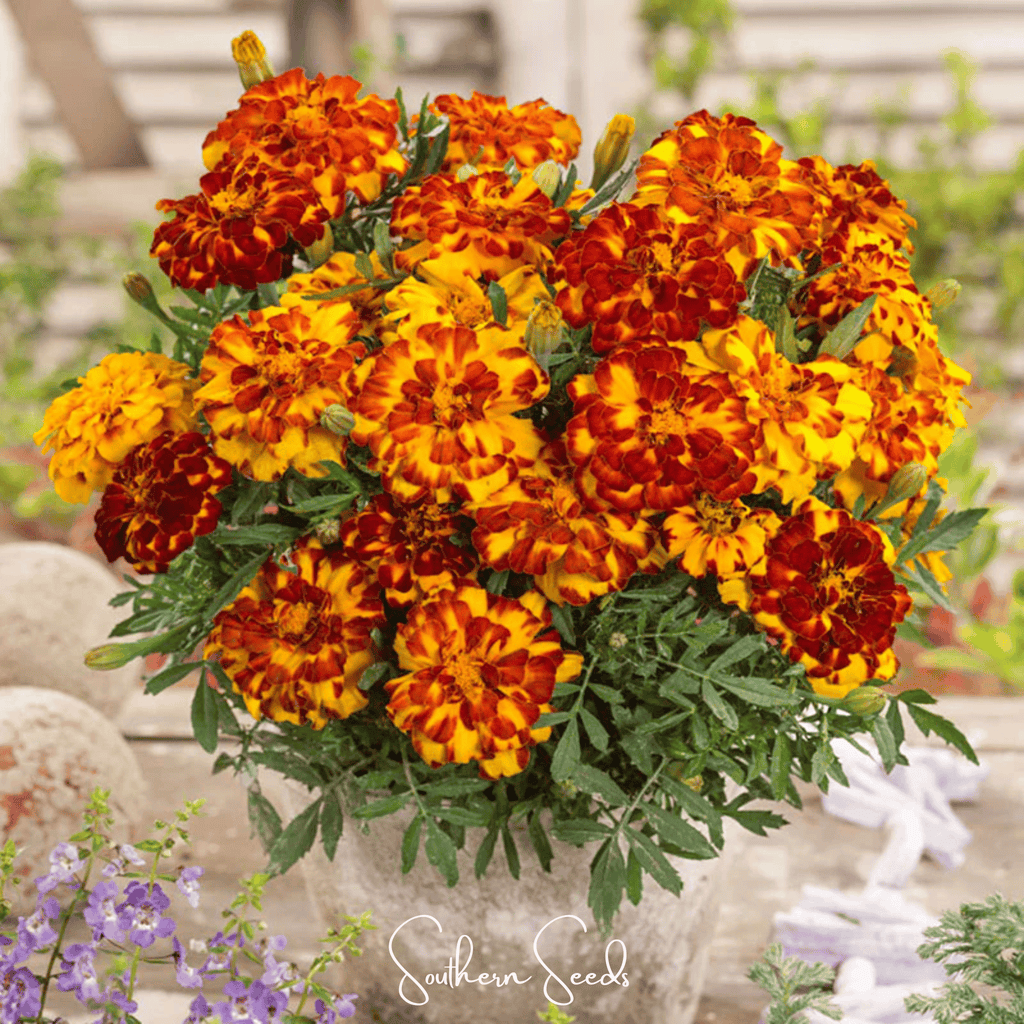 Bolero French Marigold – 50 Seeds | Seeds | Wiccan Center