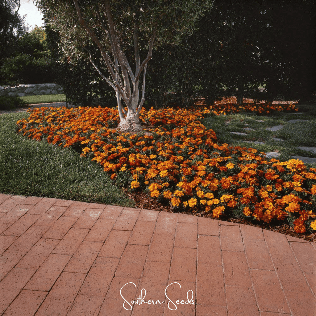 Bolero French Marigold – 50 Seeds | Seeds | Wiccan Center