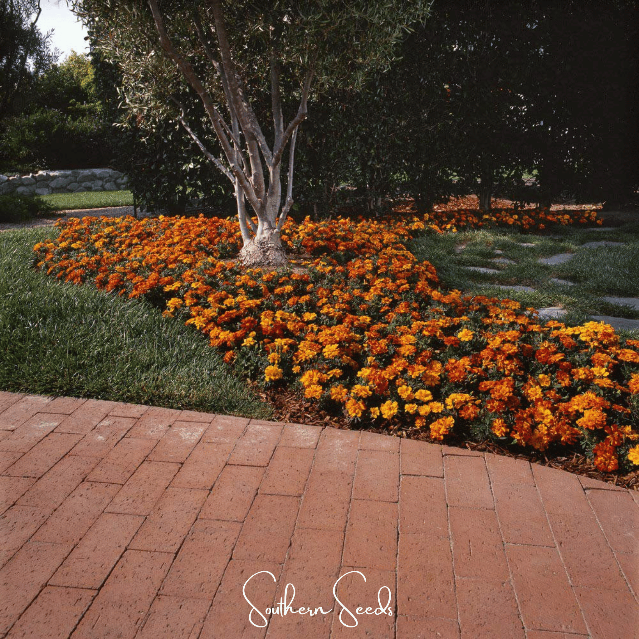 Bolero French Marigold – 50 Seeds | Seeds | Wiccan Center