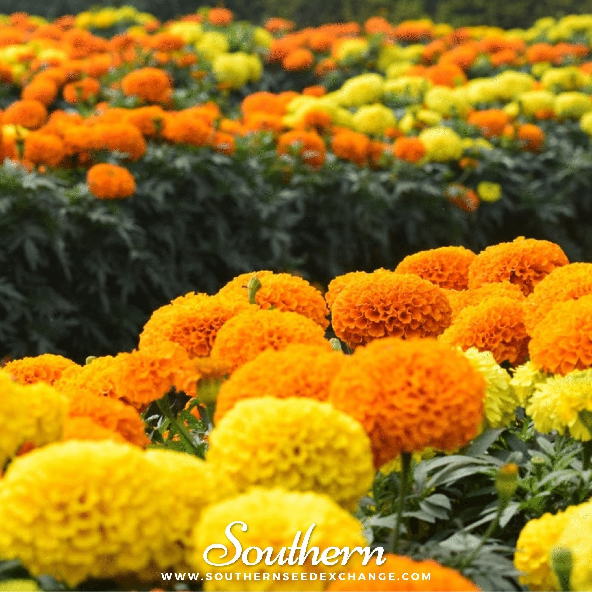 Petite French Marigold (French) – 100 Seeds | | Wiccan Center