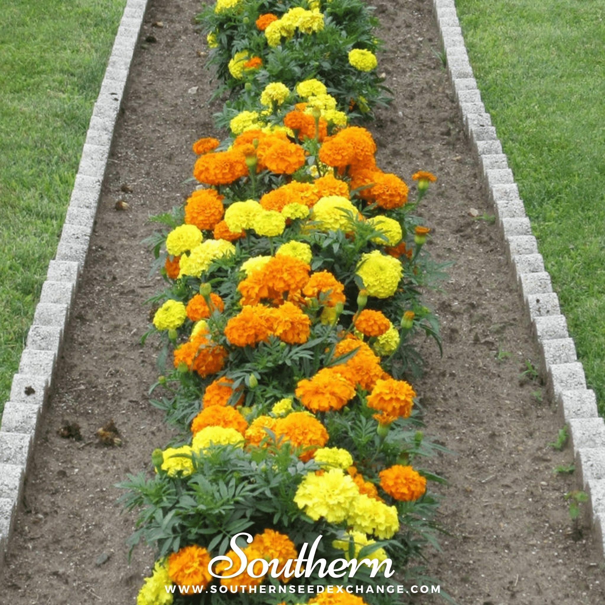 Petite French Marigold (French) – 100 Seeds | | Wiccan Center