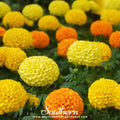 Petite French Marigold (French) – 100 Seeds | | Wiccan Center