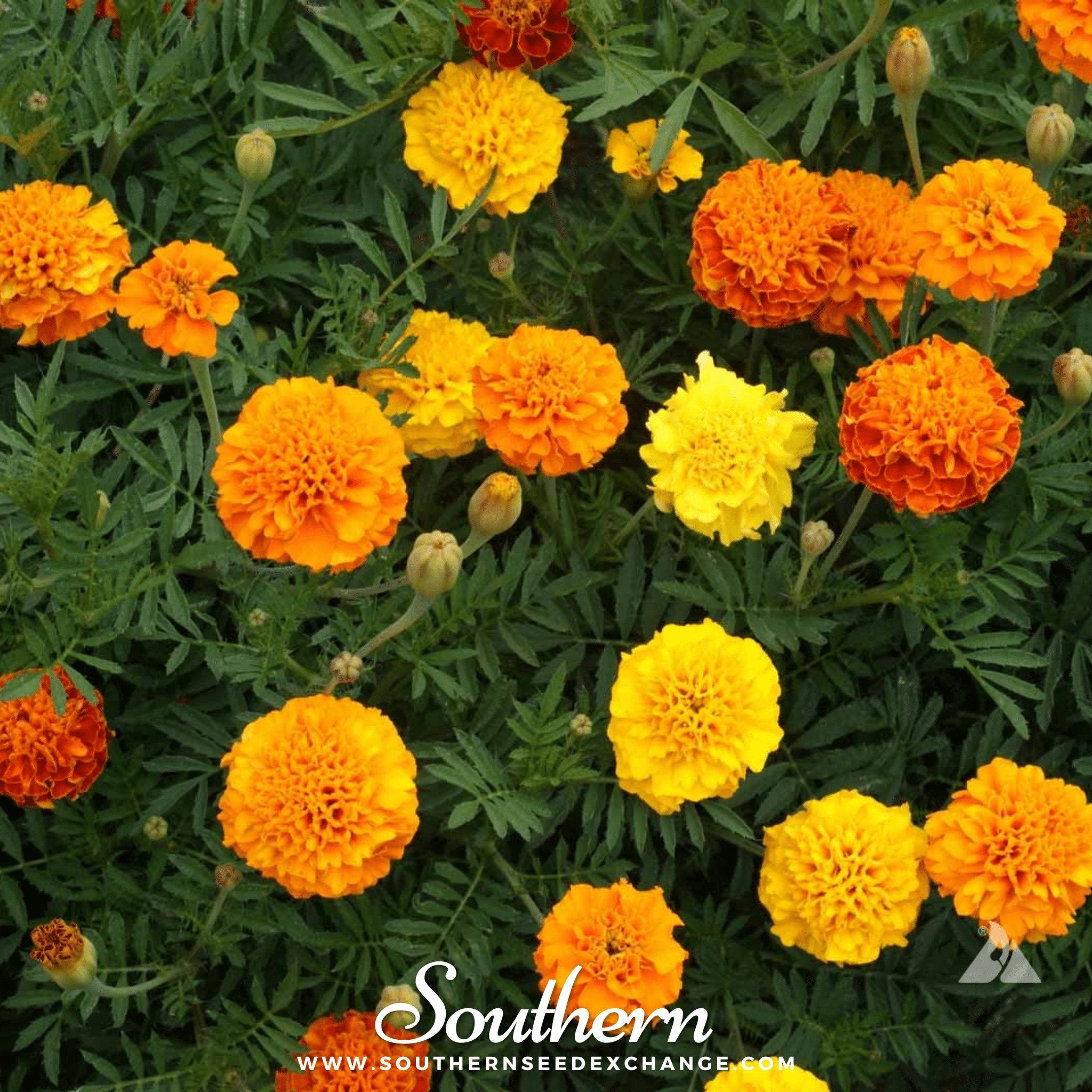 Petite French Marigold (French) – 100 Seeds | | Wiccan Center
