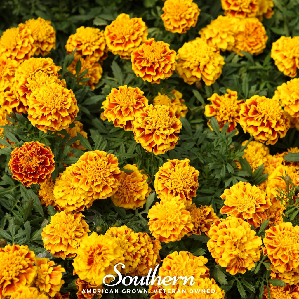Sparky Marigold (French) – 100 Seeds | | Wiccan Center