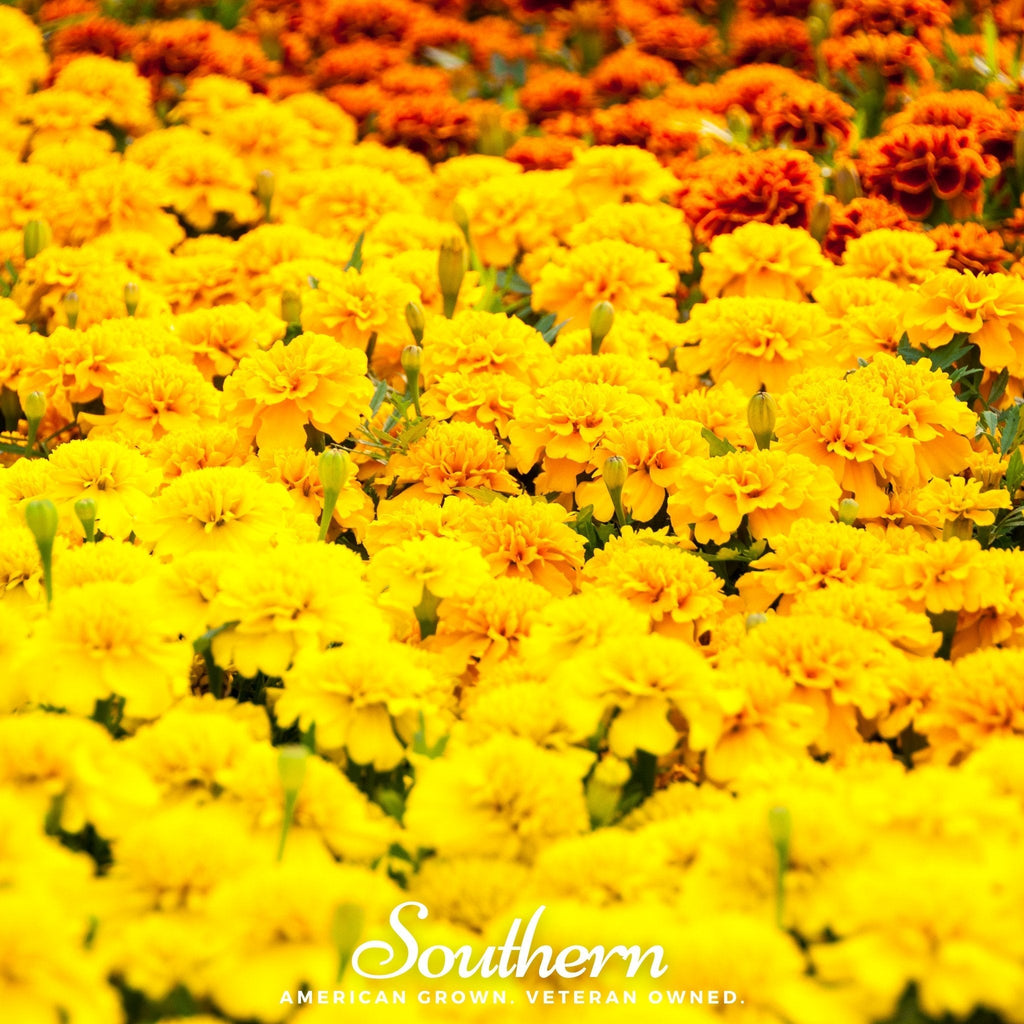Sparky Marigold (French) – 100 Seeds | | Wiccan Center