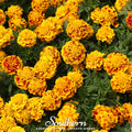 Sparky Marigold (French) – 100 Seeds | | Wiccan Center