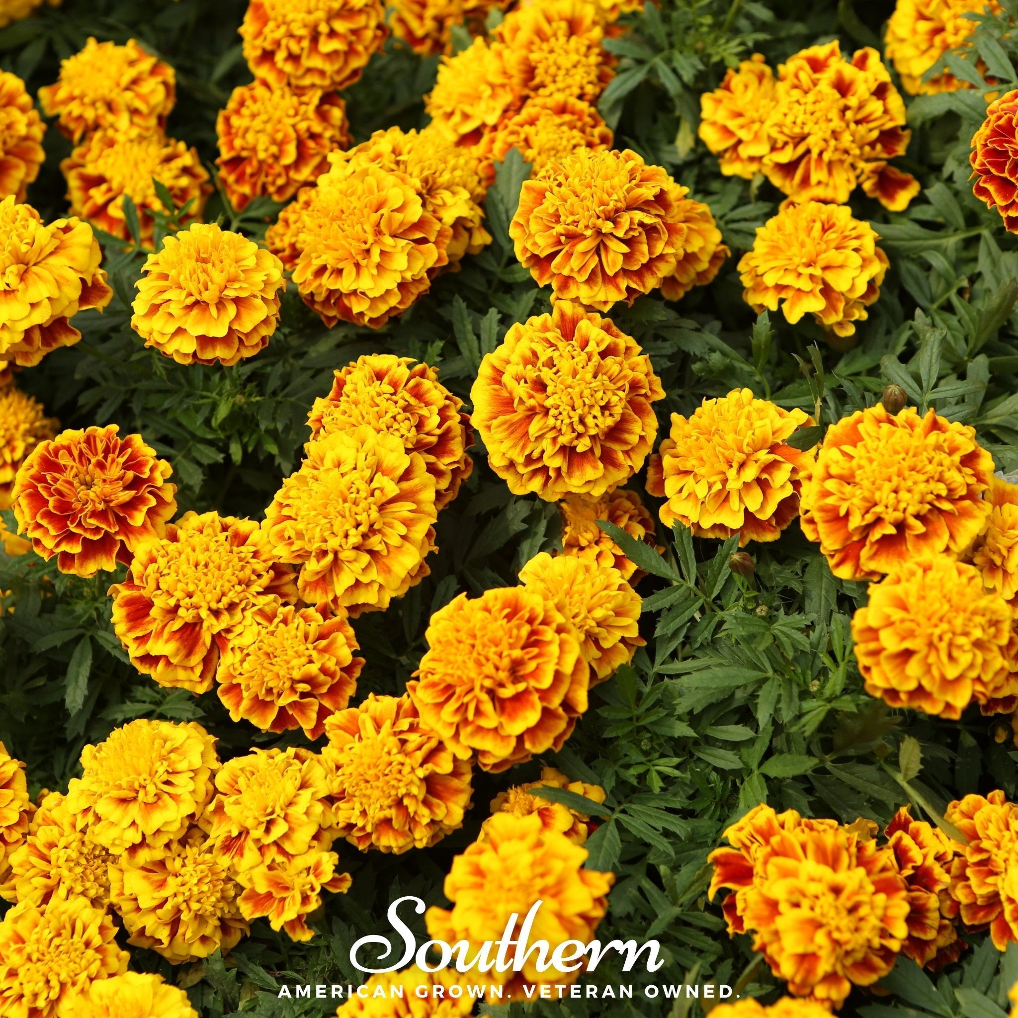 Sparky Marigold (French) – 100 Seeds | | Wiccan Center