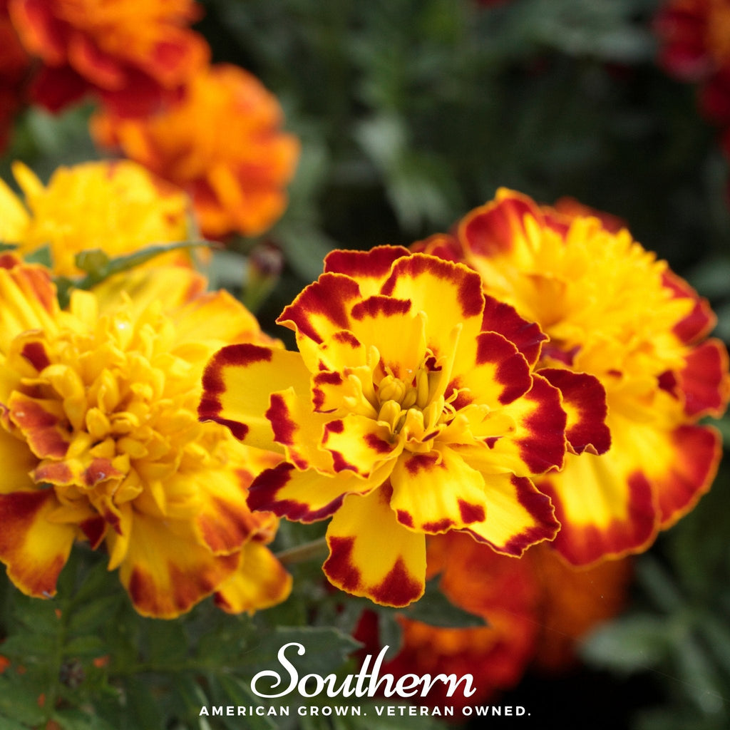 Sparky Marigold (French) – 100 Seeds | | Wiccan Center