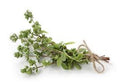 Marjoram Sweet - Essential Oil | Oil | Wiccan Center