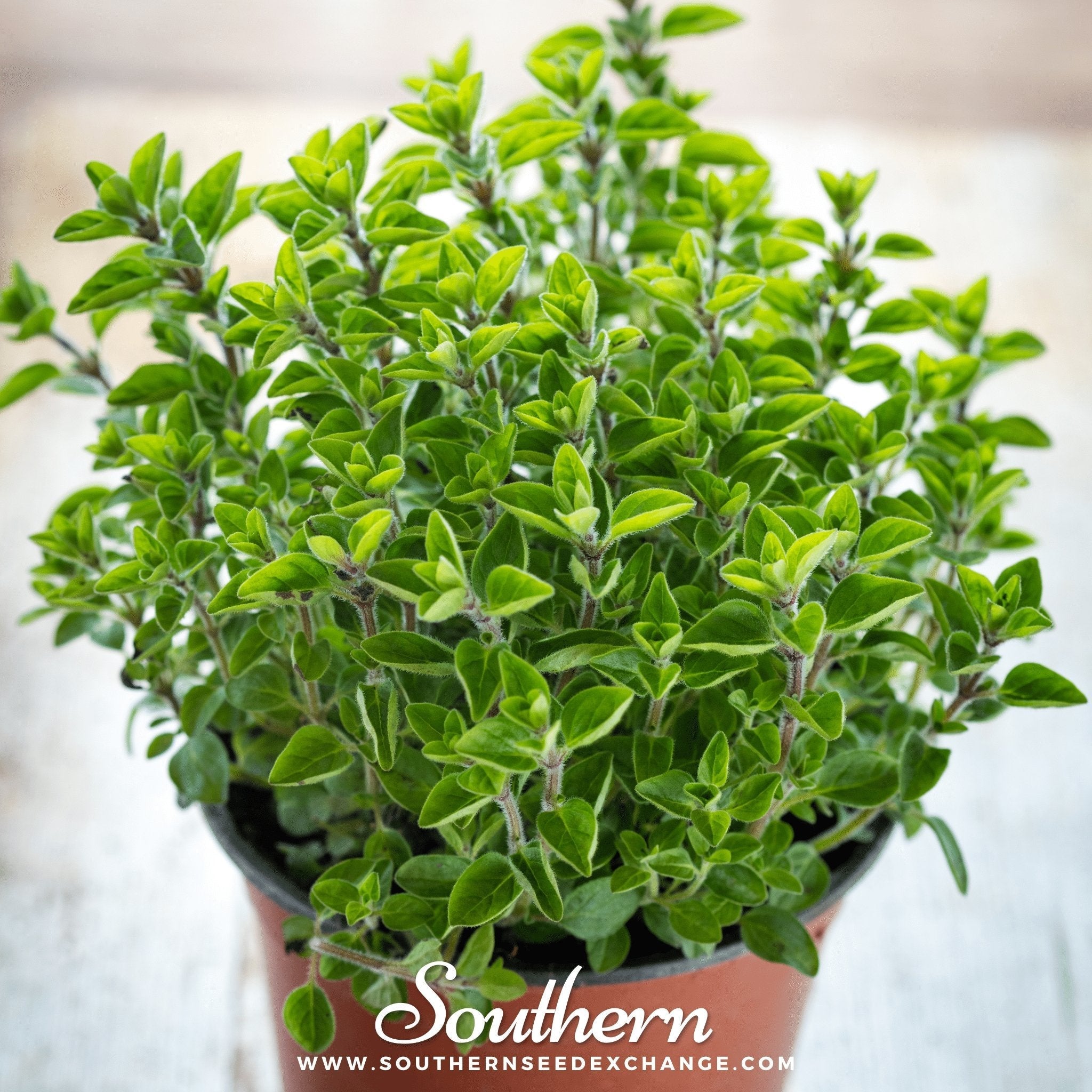 Sweet Marjoram – 100 Seeds | | Wiccan Center